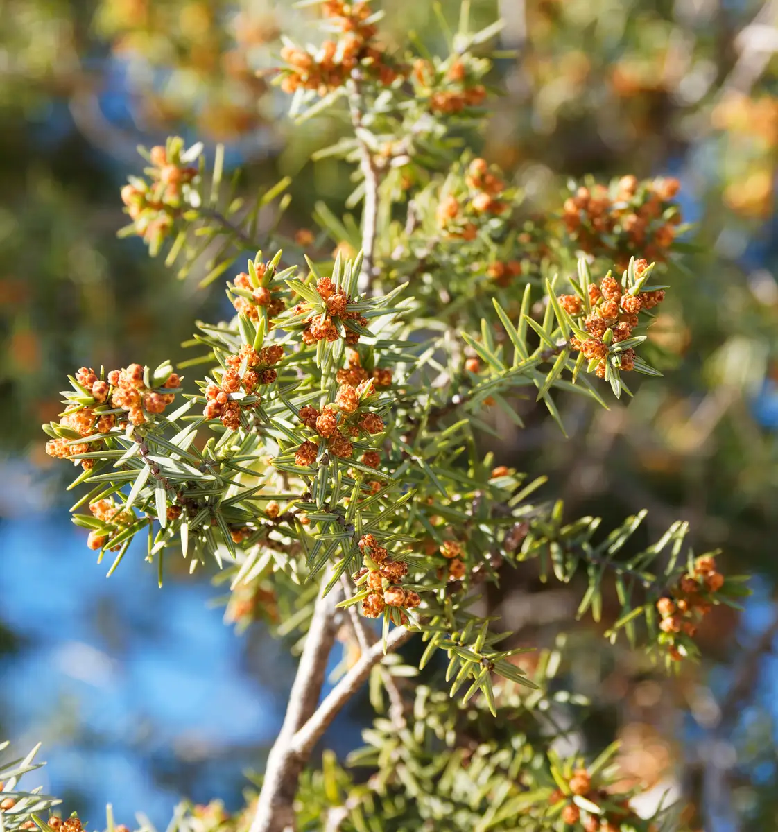 Juniperus oxycedrus - Web page Navigation - Cade Juniper, Western ...