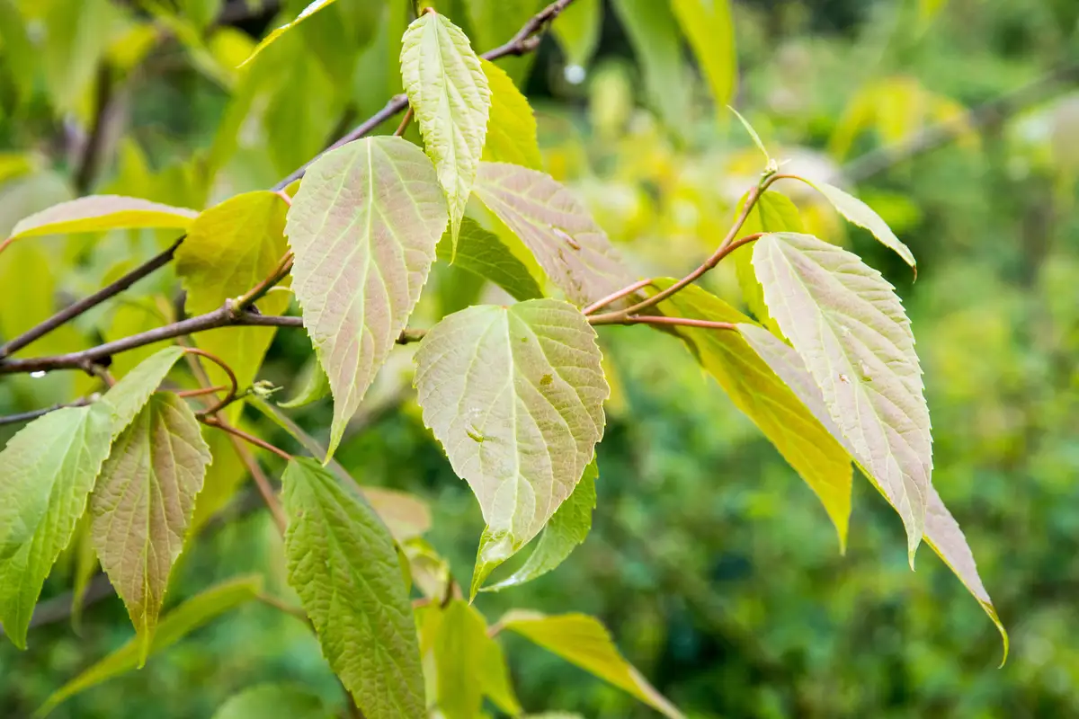 Poliothyrsis sinensis - Deciduous - Chinese Pearlbloom
