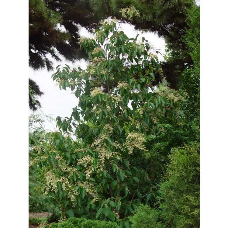 Poliothyrsis sinensis - Deciduous - Chinese Pearlbloom