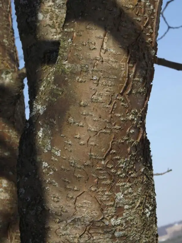 Maakia Tree Identification Maackia amurensis 'Buergeri' - Flowering Tree - Asiatic Yellowwood ...