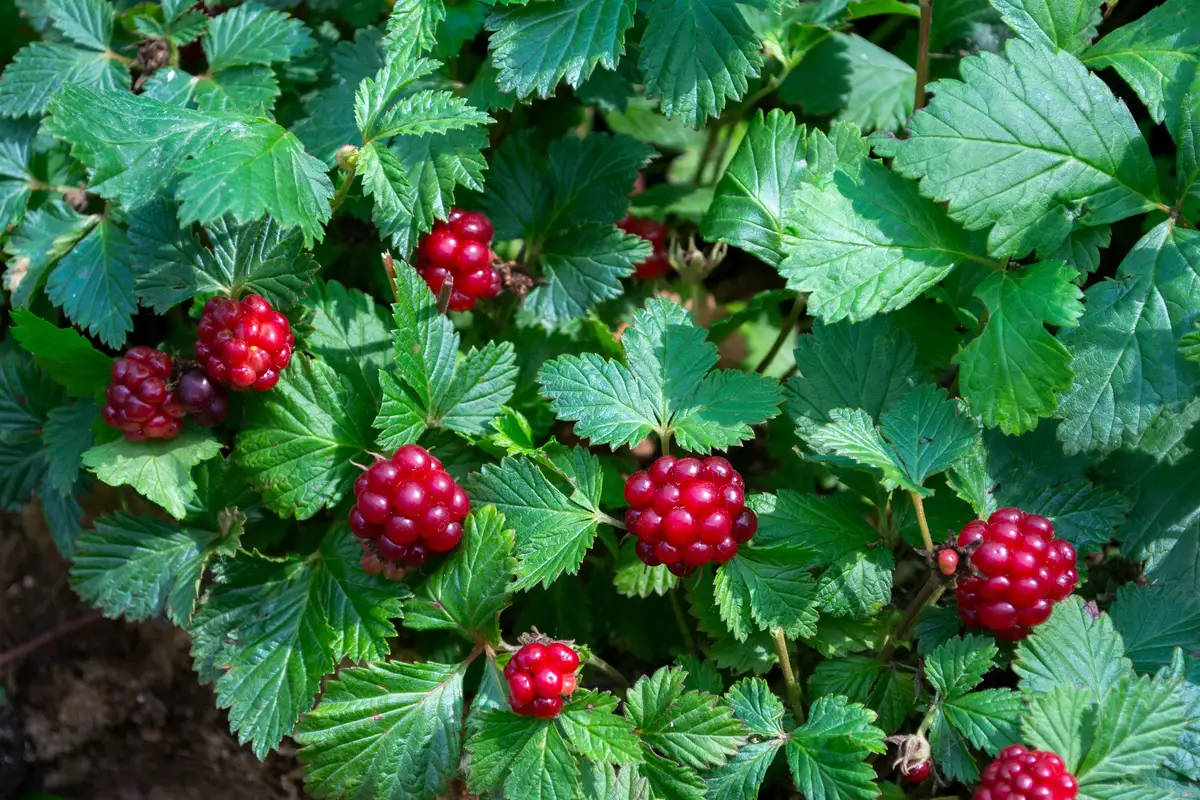 Arctic Fox Raspberry Rubus arcticus - Web page Navigation - Arctic Bramble, Arctic Raspberry