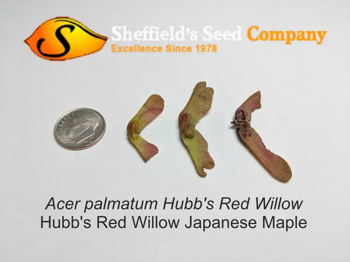 Acer palmatum 'Hubb's Red Willow' fresh/green seed Common Bonsai