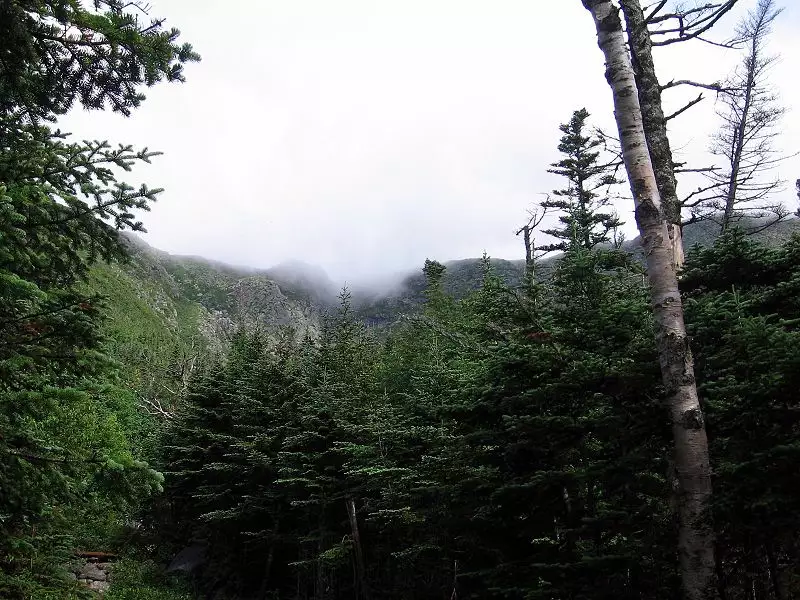 Abies Balsamea 'Cook's Blue' New Hampshire - Conifer - Balsam Fir, Cook ...