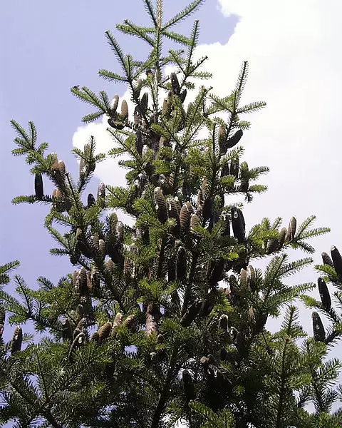 Abies Balsamea 'Cook's Blue' New Hampshire - Conifer - Balsam Fir, Cook ...