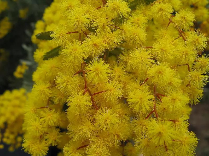 Acacia baileyana - Flowering Tree - Bailey Acacia, Cootamundra Wattle ...