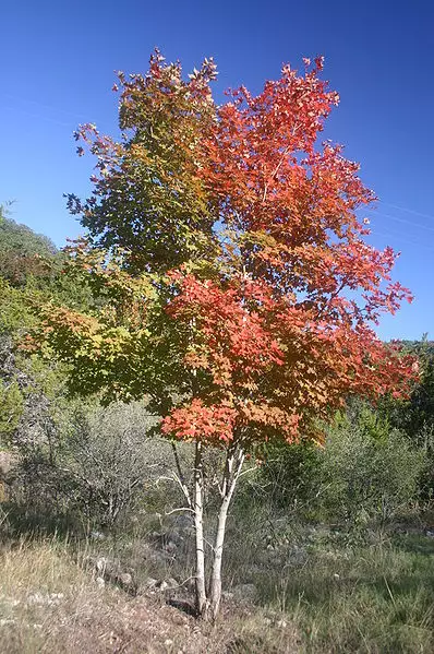 Acer grandidentatum - Hardwood - Bigtooth Maple, Canyon Maple, Limerock ...