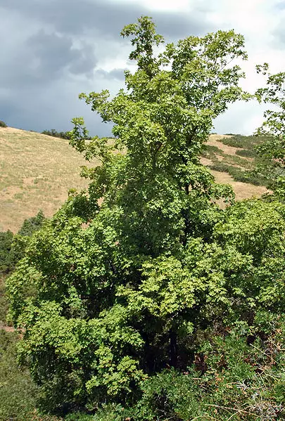 Acer grandidentatum - Hardwood - Bigtooth Maple, Canyon Maple, Limerock ...