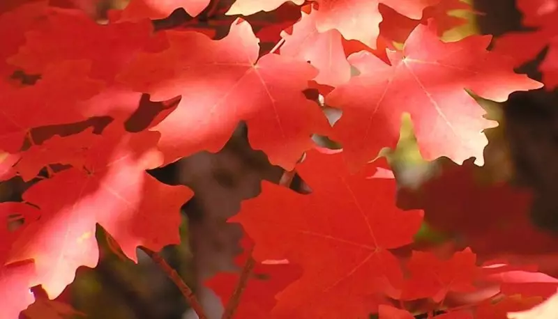 Acer grandidentatum - Hardwood - Bigtooth Maple, Canyon Maple, Limerock ...