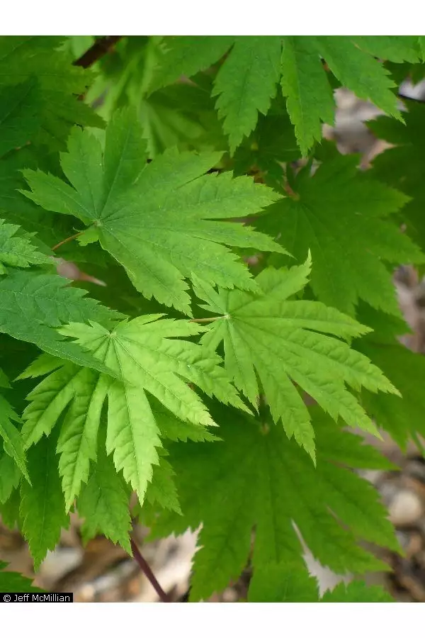 Acer japonicum dry seed - Common Bonsai,Hardwood - Downy Japanese Maple ...