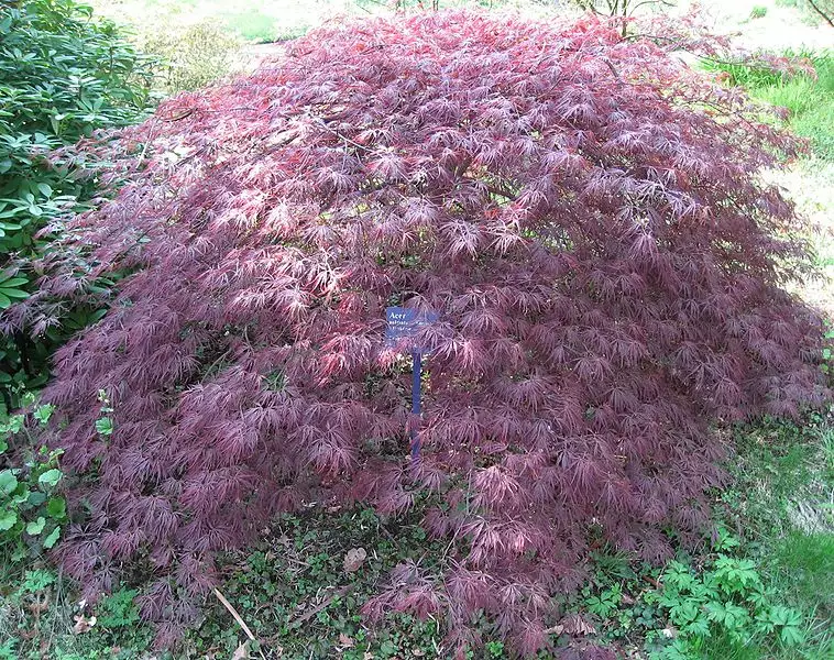 Acer Palmatum Ssp Amoenum Tsukushigita Dry Seed Bonsai Bonsai Seeds Deciduous Seeds For