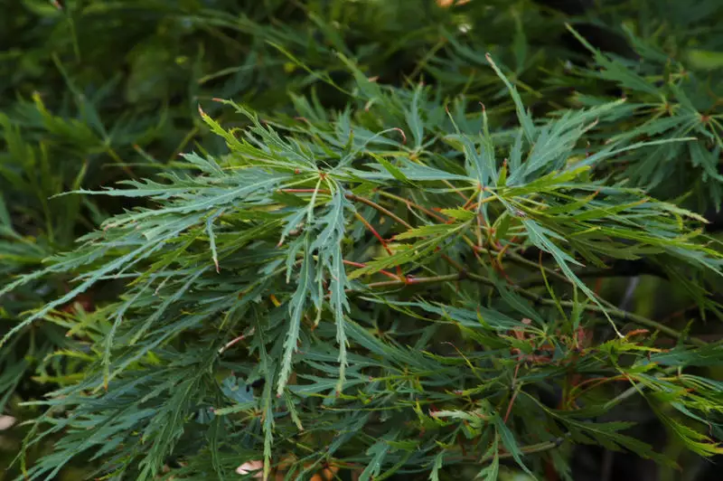 Acer palmatum ssp. matsumurae 'Seiryu' - Common Bonsai,Deciduous,Tree ...