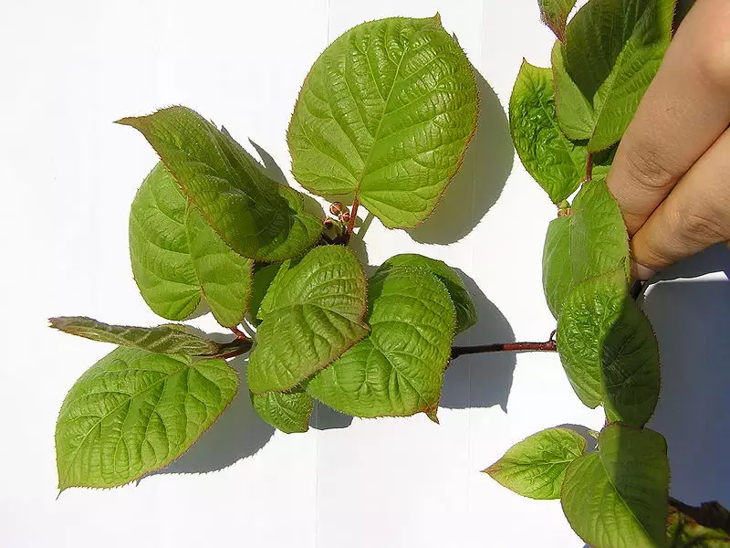 Actinidia kolomikta Vine Kolomikta Actinidia, VariegatedLeaf Hardy