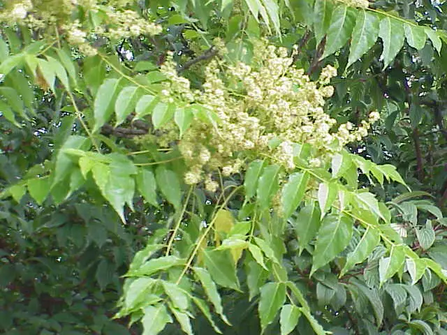 Ailanthus altissima clean seed - Flowering Tree,Medicinal Herbs - Tree ...