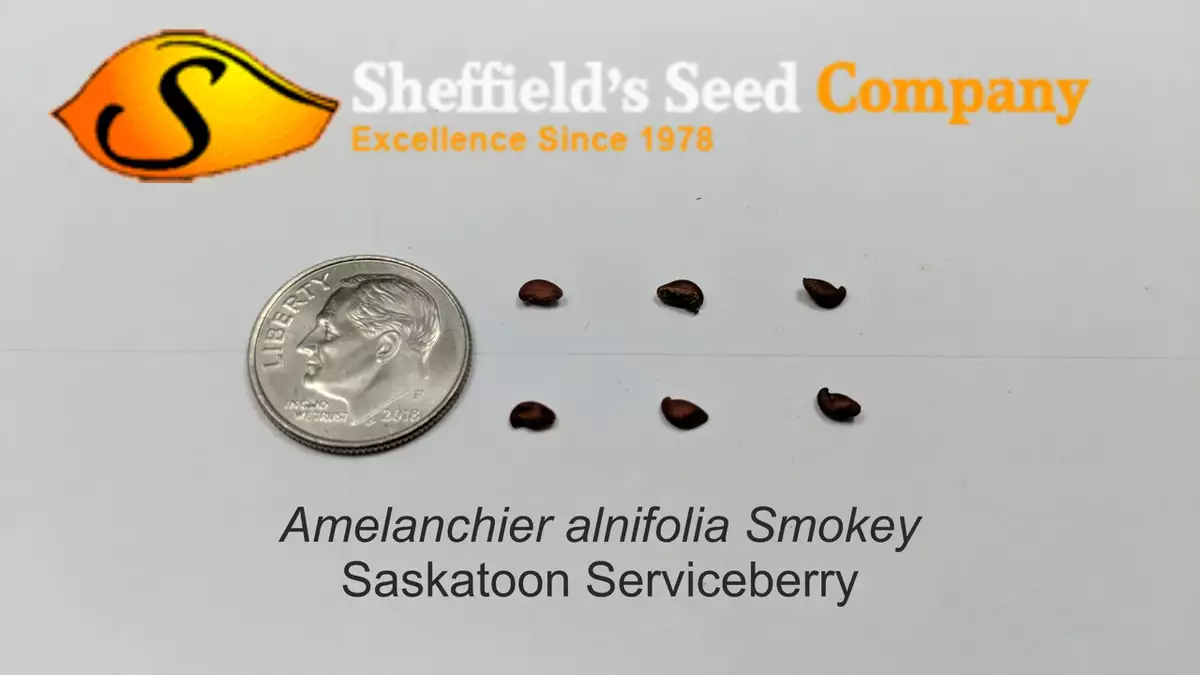 20 Semi Di Saskatoon Berry (Amelanchier Alnifolia) – Serviceberry, Frutto Di Bosco, Spedizione Combinabile