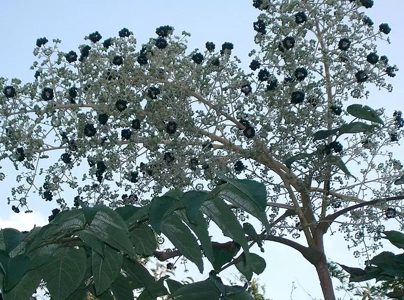 Aralia elata clean seed - Medicinal Herbs,Shrub - Japanese Angelica ...