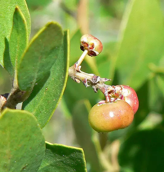 Arctostaphylos manzanita Medicinal Herbs,Shrub Common Manzanita