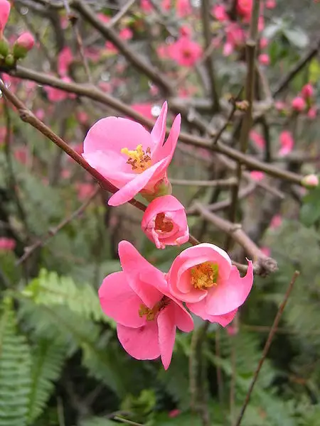 Chaenomeles japonica - Common Bonsai,Shrub - Dwarf Flowering Quince ...