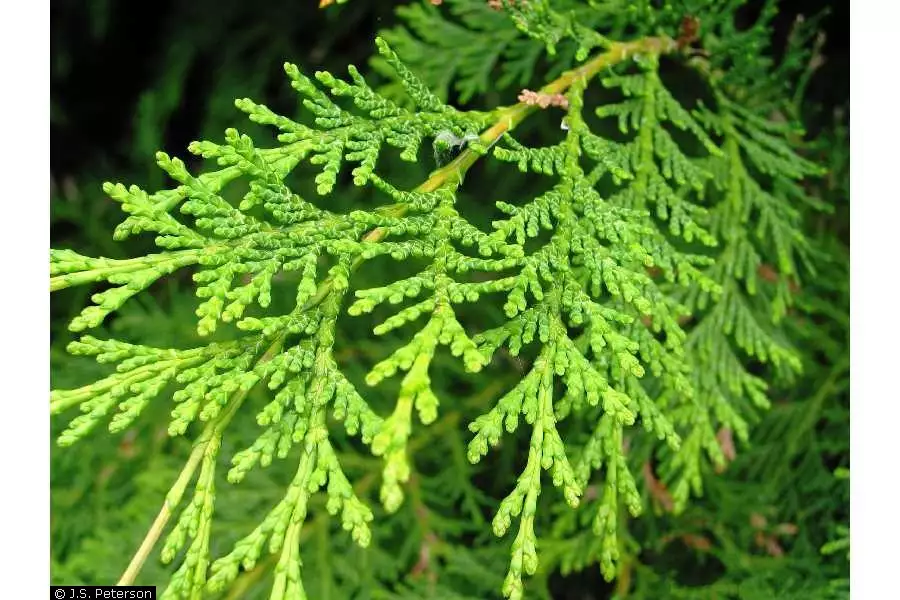 Chamaecyparis Lawsoniana Bonsai Conifer Lawson S Cypress Port