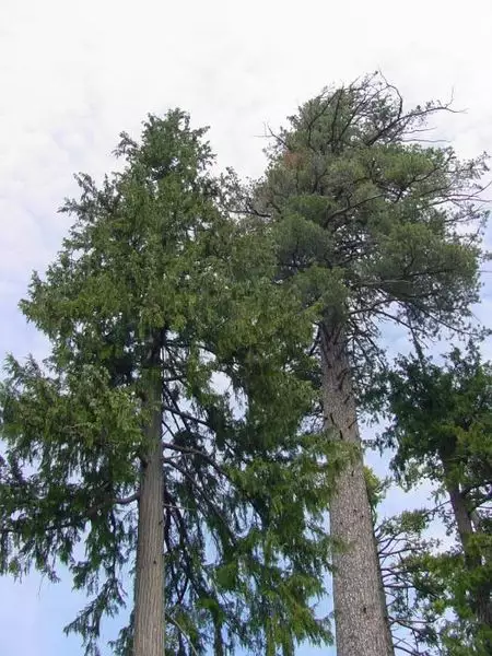 Chamaecyparis Lawsoniana Bonsai Conifer Lawson S Cypress Port