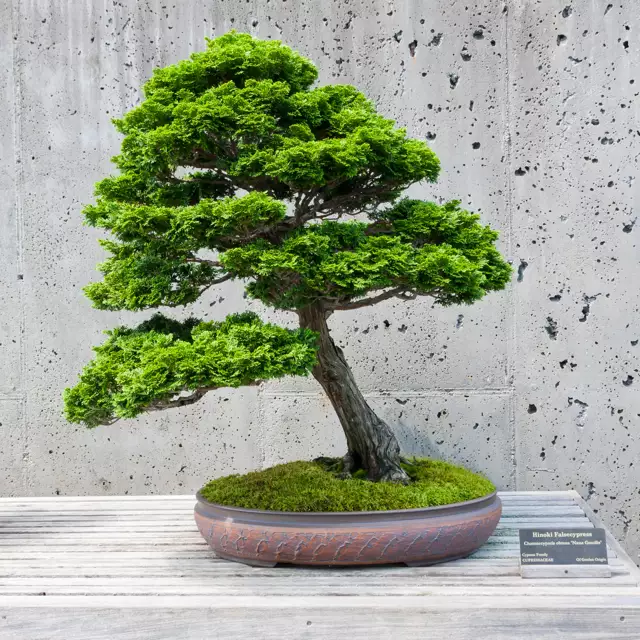 Chamaecyparis obtusa - Common Bonsai,Conifer - Hinoki Cypress, Hinoki ...