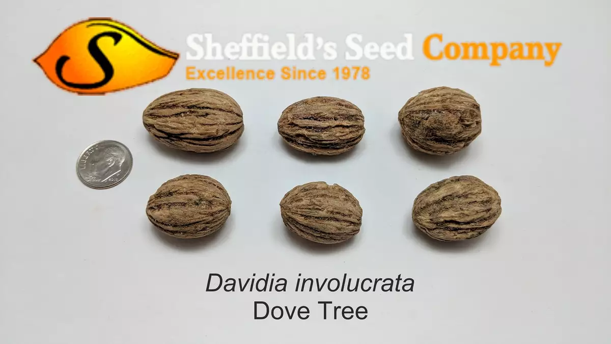 Davidia involucrata - Flowering Tree - Dove Tree, Ghost Tree ...