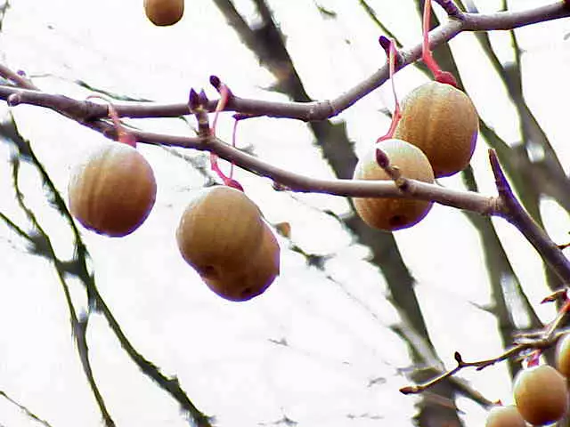Davidia involucrata - Flowering Tree - Dove Tree, Ghost Tree ...