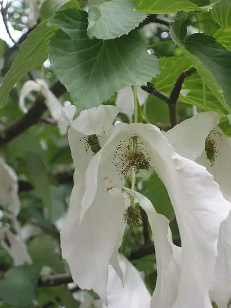 Davidia involucrata - Flowering Tree - Dove Tree, Ghost Tree ...