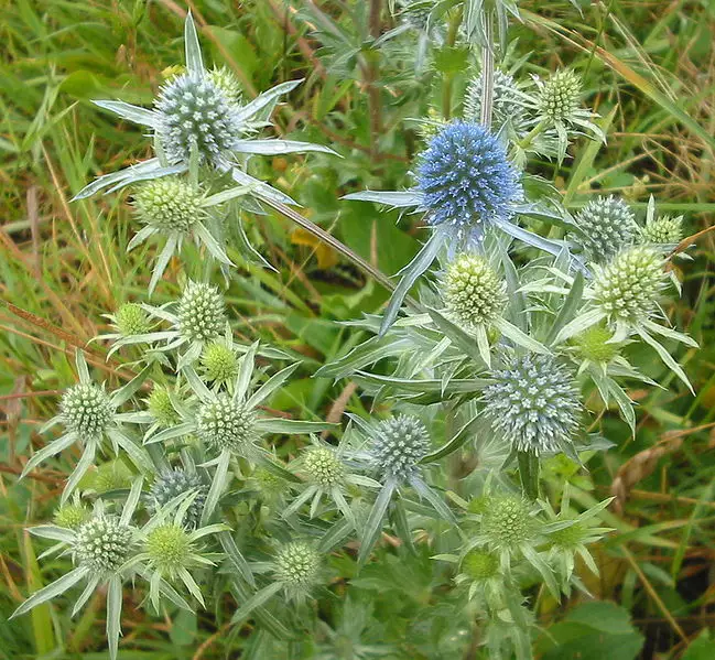 Eryngium planum Herbaceous Plants,Medicinal Herbs,Perennial