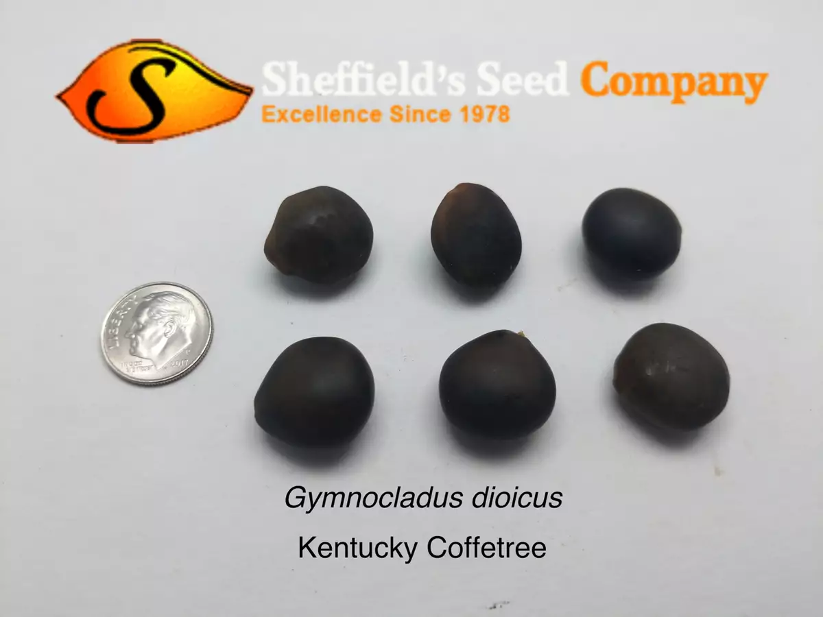 Gymnocladus dioicus Deciduous,Hardwood,Shade Tree Kentucky Coffee Tree, Kentucky Coffeetree