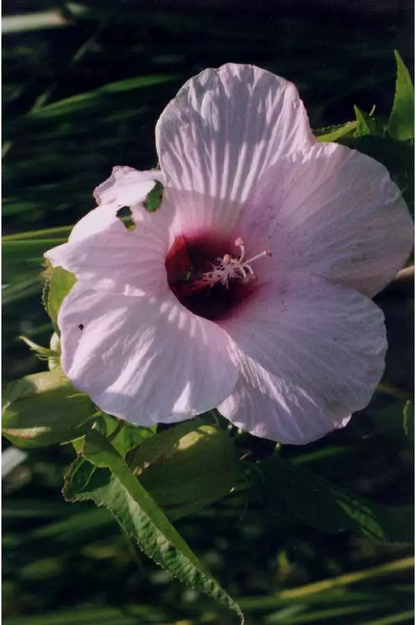 Hibiscus laevis - Web page Navigation - Halberdleaf Hibiscus ...