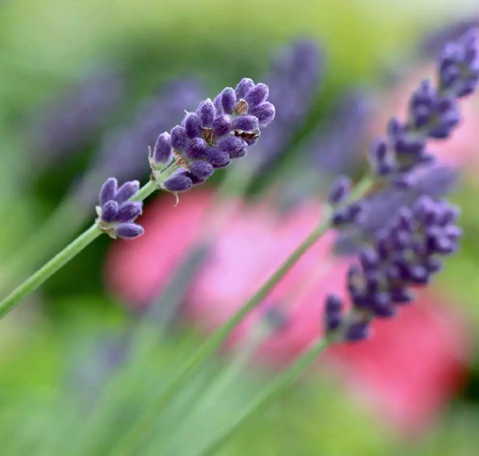 Lavandula angustifolia subsp. angustifolia Perennial Common