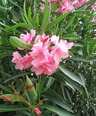 Nerium oleander - Medicinal Herbs,Shrub,Tropical - Oleander