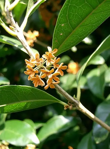 Fragrans Sheffield's Seed Company
