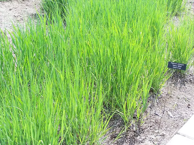 Panicum virgatum 'CaveinRock' Grass,Herbaceous Plants Cavein