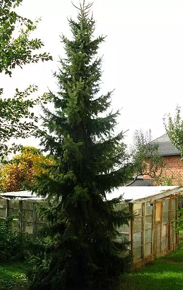 Picea Omorika Common Bonsai Conifer Serbian Spruce picea-omorika-common-bonsai-conifer-serbian-spruce