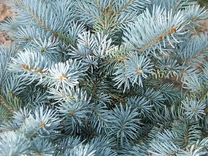 Picea pungens var. glauca 'Majestic' - Conifer - Majestic Blue Spruce