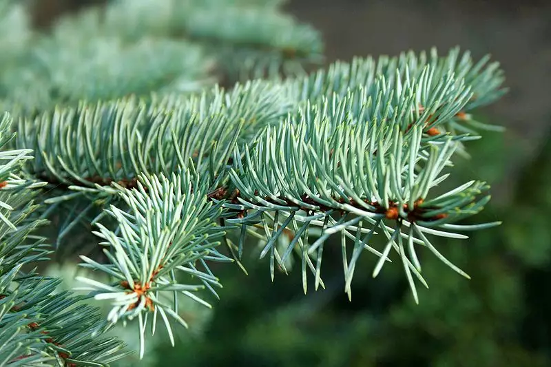 Picea pungens var. glauca NM Carson - Common Bonsai,Conifer - Blue ...