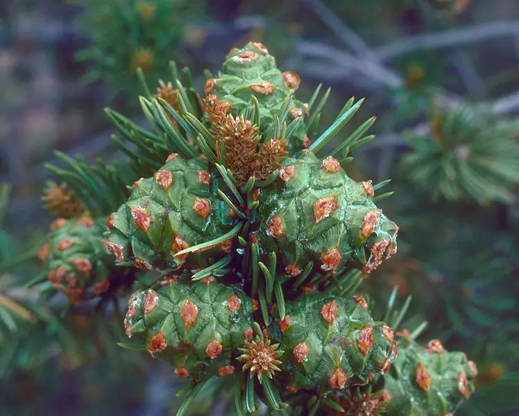 Pinus edulis - Common Bonsai,Conifer,Evergreen Leaves - Colorado Pinyon