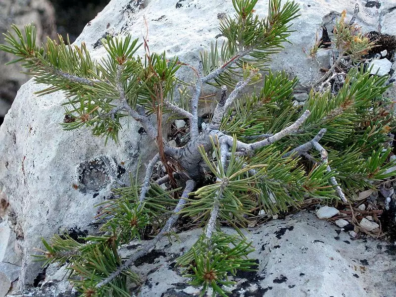 Pinus edulis - Common Bonsai,Conifer,Evergreen Leaves - Colorado Pinyon