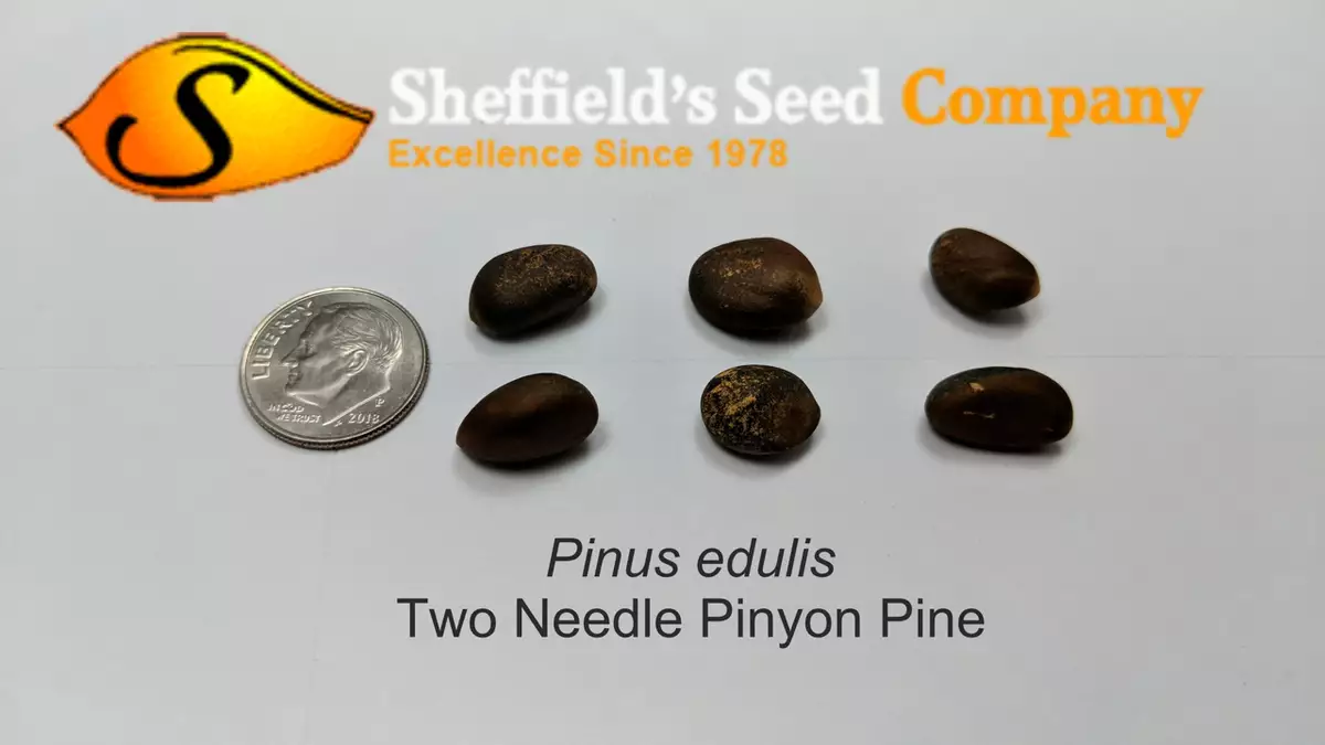 Pinus edulis - Common Bonsai,Conifer,Evergreen Leaves - Colorado Pinyon