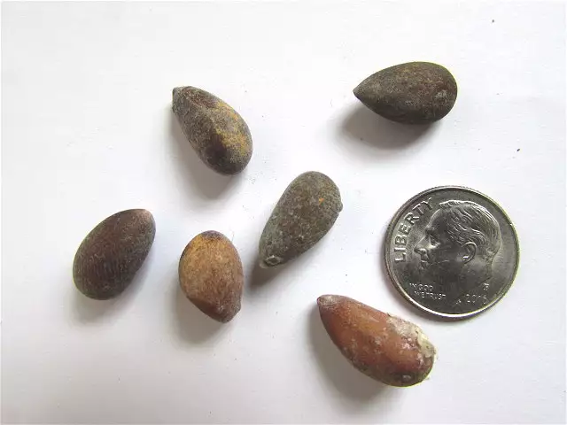 Pinus Monophylla Common Bonsai Conifer Single Leaf Pinyon Pine