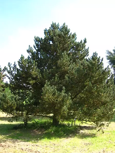 Pinus mugo var. rostrata - Common Bonsai,Conifer - Mountain Pine, Mugo ...