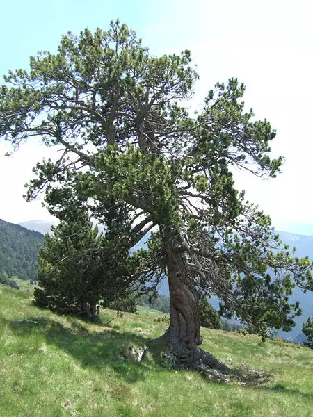 Pinus mugo var. rostrata - Common Bonsai,Conifer - Mountain Pine, Mugo ...