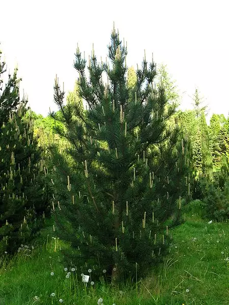 Pinus mugo var. rostrata - Common Bonsai,Conifer - Mountain Pine, Mugo ...