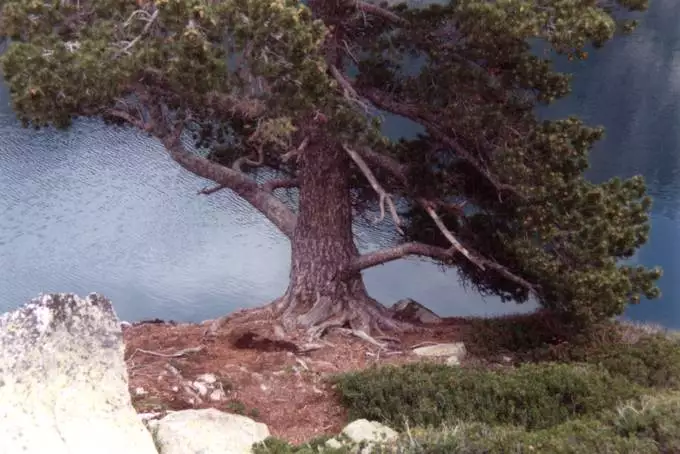 Pinus mugo var. rostrata - Common Bonsai,Conifer - Mountain Pine, Mugo ...