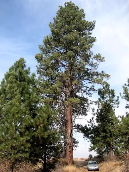 Pinus Ponderosa Ssp Scopulorum Conifer Ponderosa Pine Rocky