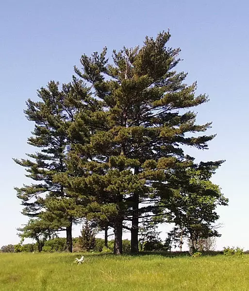 Pinus strobus Minnesota - Conifer - Eastern White Pine, Northern White ...