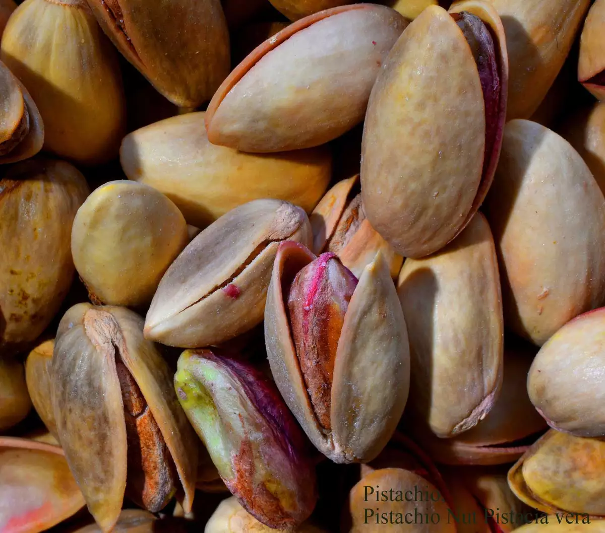 Pistacia vera Edible Fruit/Nuts,Fruits Pistachio, Pistachio Nut