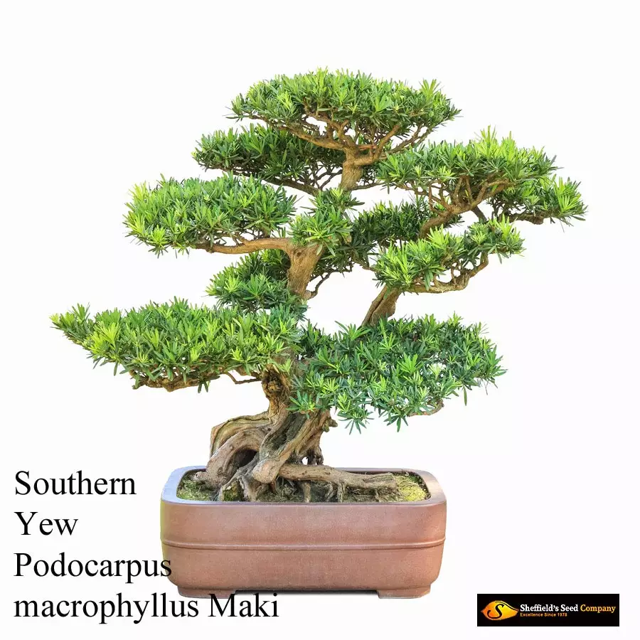 Podocarpus macrophyllus - Common Bonsai,Web page Navigation - Kusamaki ...