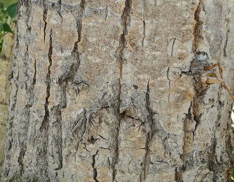 Populus trichocarpa - Deciduous,Medicinal Herbs - Black Cottonwood ...